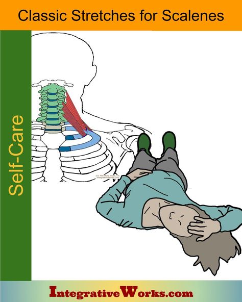 Stretching for scalene muscles - Integrative Works Scalene Muscle, Infraspinatus Muscle, Thoracic Outlet, Cat Cow Pose, Forward Head Posture, Upward Facing Dog, Cow Pose, Staircase Makeover, Upper Back Pain