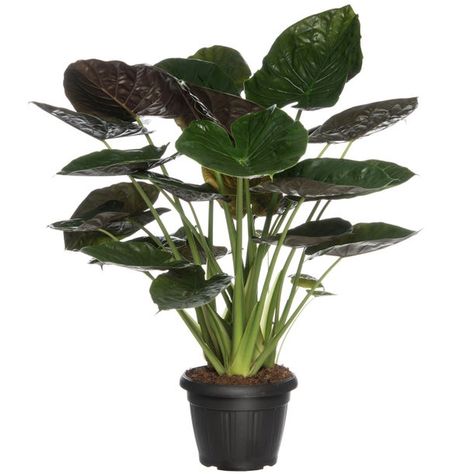 Alocasia Wentii, Beautiful Leaves, Tropical Plants, House Plants, Plant Leaves, Media, Plants