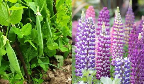 40 Nitrogen Fixing Plants To Grow In Your Garden Tires In The Garden, Chickens In The Garden, Garden Fertilizers, Nitrogen Fixing Plants, Farm Orchard, Veggies Garden, California Lilac, Nitrogen Fixation, Nitrogen Cycle