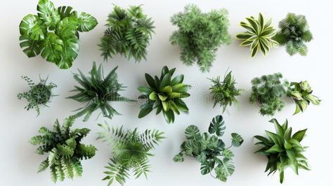 Aerial View of Various Green Houseplants, Generative AI royalty free stock photo Aerial Plants, Plant Top View, Aerial Garden View, Plant Transparent Background, Jungle Aerial View, Vector Portrait, Botany, Aerial View, Lush