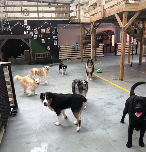 Deadwood Dog Ranch first themed dog day care now open | Australian Dog Lover Dog Daycare Front Desk, In Home Dog Daycare Ideas, Doggy Day Care Ideas, Dog Day Care Ideas, Dog Day Care Business, Kennel Makeover, Pet Hotel Design, Dog Daycare Design, Pet Rooms