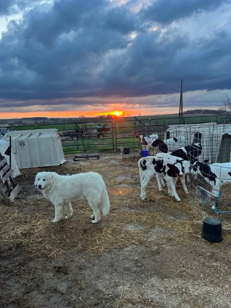 Farm Lifestyle Photography Country Life, Farm Life With Family, Small Farm With Animals, Farm Animals House, Country Lifestyle Farm Life, Simple Farm Life, Mini Farm Animals, Working On A Farm, Growing Up On A Farm