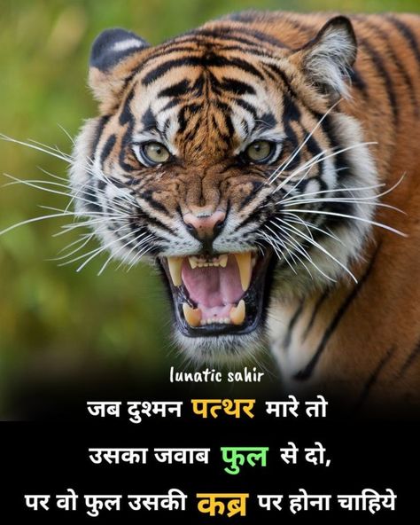 Work Motivation Quotes, Tiger Attitude, Hard Work Motivation, Lion Attitude, Tiger Quotes, Chankya Quotes Hindi, Mood Off Quotes, Strong Motivational Quotes, Positive Attitude Quotes