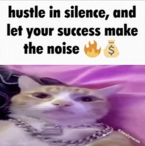 Hustle In Silence, Silly Cars, Silly Kitties, Funny Looking Cats, Silly Cats Pictures, Silly Images, Silly Animals, Funny Cute Cats, Silly Cats