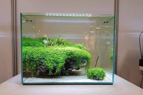 Goldfish Aquarium, Fish Tank Themes, Aquarium Garden, Fish Tank Terrarium, Aquascape Design, Fish Tank Design, Underwater Plants, Tropical Fish Tanks, Indoor Water Garden