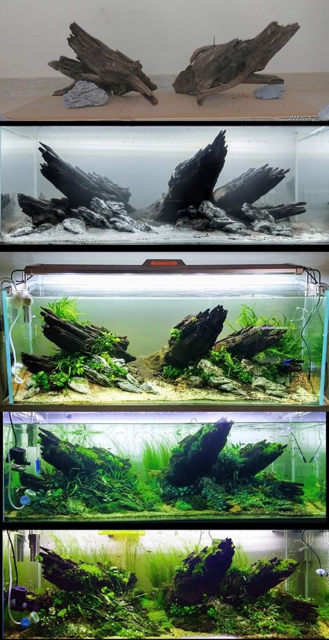 Aquascape Seiryu Stone, 10 Gallon Fish Tank Aquascape, Planted Fish Tank Aquascaping, Idee Deco Aquarium, Aquascape Design Natural, 10 Gallon Aquascape, Natural Fish Tank Ideas, Diy Fish Tank Decorations, Natural Aquarium Ideas