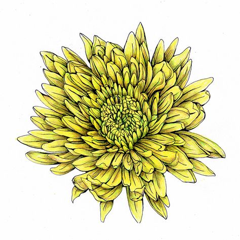 Pen and colored pencil drawing of a chrysanthemum Chrysanthemum Drawing, Chrysanthemum Watercolor, Yellow Chrysanthemum, Sunflower Tattoo Sleeve, Sunflower Tattoo, Colored Pencil Drawing, Minnie Mouse Ears, Birthday Flowers, Chrysanthemum