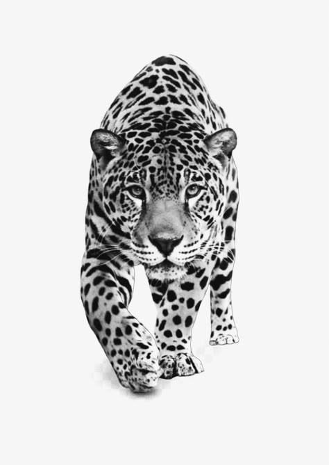 Tiger And Jaguar Tattoo, Mountain Lion Tattoo, Jaguar Face Tattoo, Jaguar Rib Tattoo, Jaguar Open Mouth Tattoo, Jaguar Pictures, Jaguar Photography Black And White, Bald Eagle Art, Leopard Tattoos