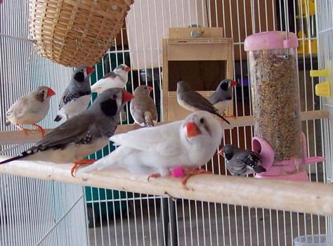 STAR TAME BIRDS: Zebra Finches, Society, and Spice Finches Finch Cage, Zebra Finches, Diy Bird Cage, Pet Rodents, Fish Tank Terrarium, Puffins Bird, Zebra Finch, Finches Bird, Bird Aviary