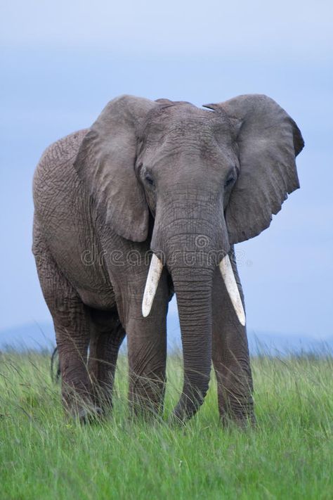 African Elephant. Male African Elephant in the Masai Mara Kenya , #Aff, #Male, #Elephant, #African, #Kenya, #Mara #ad Asian Elephants, Elephant World, African Forest Elephant, Elephant Facts, African Bush Elephant, Bull Elephant, Elephant Photography, Elephant Skin, Elephant Wallpaper