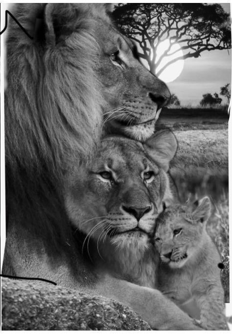 Lion Couple, Black And White Lion, Lion Family, Lion Head Tattoos, Lion Photography, Lion And Lioness, Lion Love, Lion Wallpaper, Lion Images