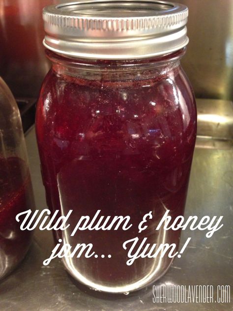 Wild plum and honey jam made from foraged wildcrafted wild plums - homesteading at its best! Basic Jam Recipe, Wild Plum Jam, Canning Plums, Plum Butter, Plum Jam Recipes, Food Alternatives, Provident Living, Honey Jam, Wild Plum