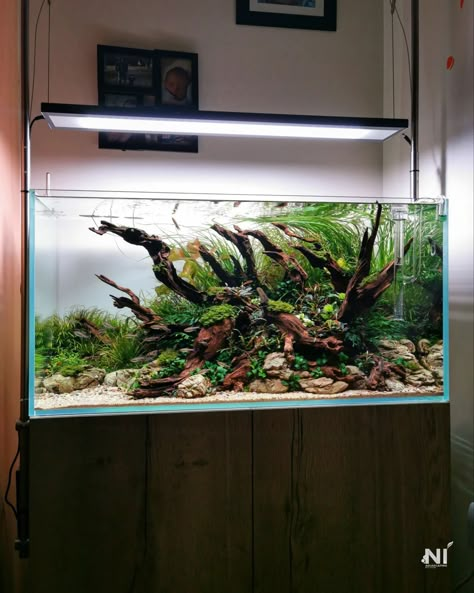 100 Gallon Aquarium, Axolotl Tank, Fish Aquarium Decorations, Fish Tank Themes, Fish Tank Terrarium, Aquascape Design, Fishing Room, Fresh Water Fish Tank, Nano Aquarium