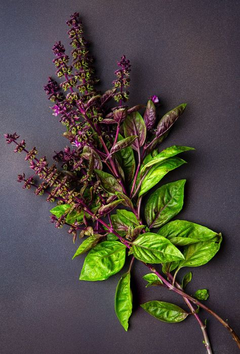 Thai Basil Bay Laurel Tree, Types Of Basil, Beautiful Purple Flowers, Vietnamese Pho, Growing Basil, Basil Leaf, Basil Seeds, Seed Packaging, Plant Nutrients