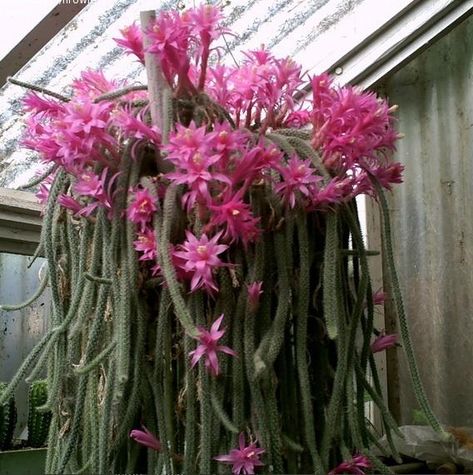 Plant Information, Cactus And Succulents, Drought Tolerant, Cacti And Succulents, Hanging Baskets, Chrysanthemum, Photo 1, Daffodils, Colorful Flowers