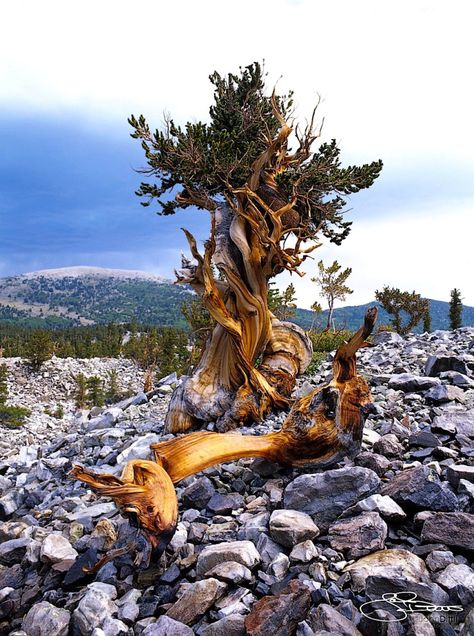 Bristlecone Pine Nevada | Nevada State Tree | John Dittli Photography Blog Bristlecone Pine Tree, Tree Texture, Weird Trees, Bristlecone Pine, Ancient Trees, Tree Textures, Nevada State, Old Trees, Unique Trees