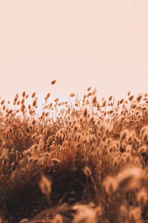 Brown Field Aesthetic, Brown Pictures Aesthetic, Brown Aesthetic Nature, Brown Aesthetic Images, Brown Nature Aesthetic, Brown Vintage Aesthetic, Brown Aesthetic Pictures, Brown Widget, Brown Sky