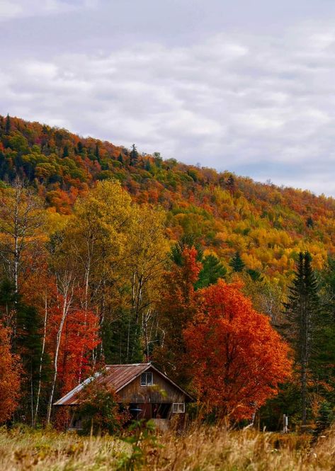 Maine Forest Aesthetic, Maine Forest, Maine Aesthetic, Maine Woods, Maine, Vision Board, Forest, Nature