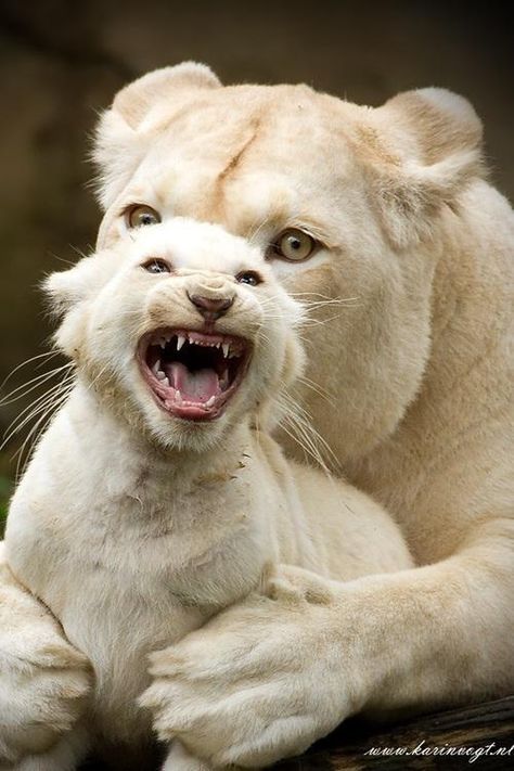 African white lions by Karin Vogt Lions Photos, Albino Animals, Cheetahs, White Tiger, Amazing Animals, Animal Planet, Exotic Pets, Beautiful Cats, 귀여운 동물