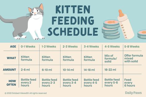 Kitten Set Up, Kitten Must Haves, Foster Kittens Setup, Kitten Feeding Schedule, Kitten Fostering, Newborn Kitten Care, Kitten Hacks, Kitten Checklist, Kitten Ideas