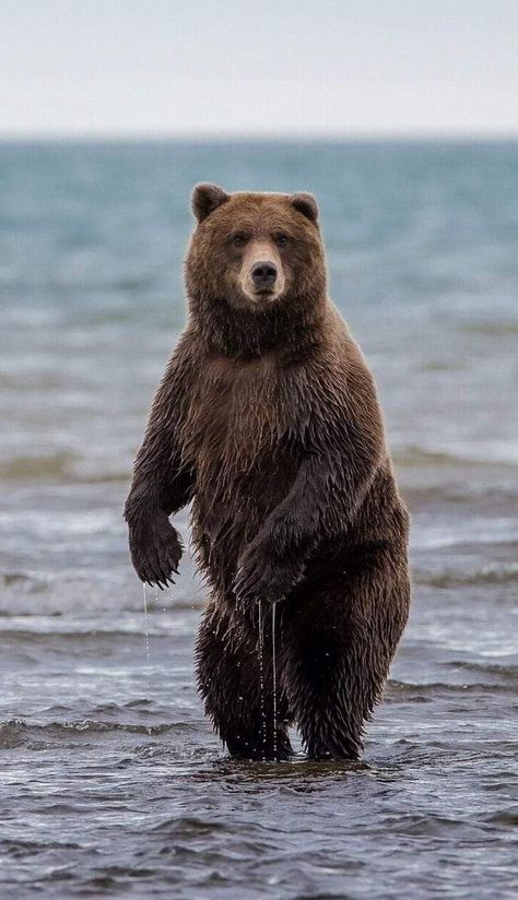 Kodiak Brown Bear, Photo Ours, Kodiak Bear, Brown Bears, Bear Photos, Bear Head, Trending Pins, Bear Outfits, We Bear