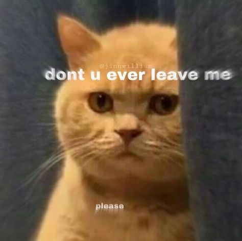 Cute don’t ever leave me memes cat meme please don’t leave me Don't Leave Me, Cute Cat Memes, Cute Love Memes, Six Feet Under, Don't Leave, Funny Reaction Pictures, Funny Animal Memes, Wholesome Memes