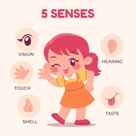 Five Senses Drawing, 5 Senses Illustration, Senses Illustration, Garden Science, Five Senses Preschool, Alphabet Video, Senses Preschool, Blending Sounds, Basket Drawing