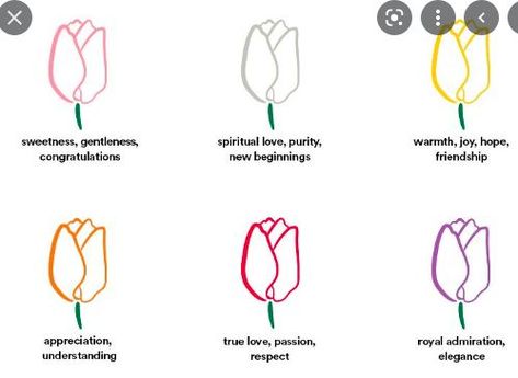 Tulips Color, Tulip Bouquet Wedding, Tulips Meaning, Flower Symbolism, Africa Tattoos, Tulip Drawing, Tulip Tattoo, Tulip Colors, Bouquet Tattoo