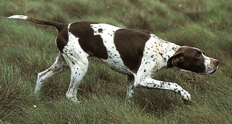 pointer | breed of dog | Britannica.com German Shorthaired Pointer Training, English Pointer Dog, Upland Bird Hunting, Hunting Dogs Breeds, Gsp Puppies, Athletic Dogs, German Shorthair Pointer, Shorthair Pointer, English Pointer