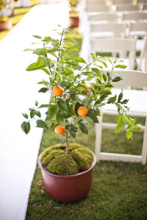 Tree Wedding Ceremony, Potted Fruit Trees, Neutral Wedding Flowers, Wedding Flowers Roses, Wedding Flowers Peonies, Citrus Wedding, Romantic Wedding Flowers, Cheap Wedding Flowers, Blush Wedding Flowers