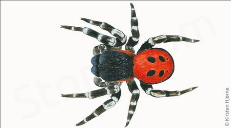 Ladybird spider (Eresus sandaliatus) Ladybird Spider, Spider Draw, Sona Art, Spider Species, Spider Drawing, Cool Bugs, A Ladybug, Arachnids, Beetles