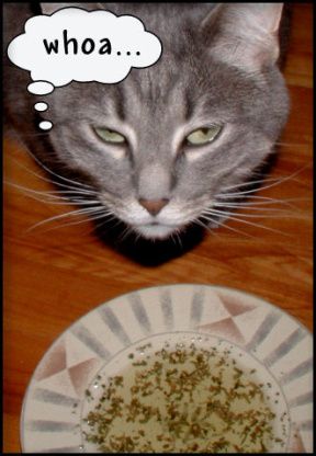 Soup For Cats Recipes For, Catnip Tea For Cats, Catnip Tea, Honey The Cat, Cat Soup, Cat Wine, Cat Scratch, Tea Recipe, Water Intake