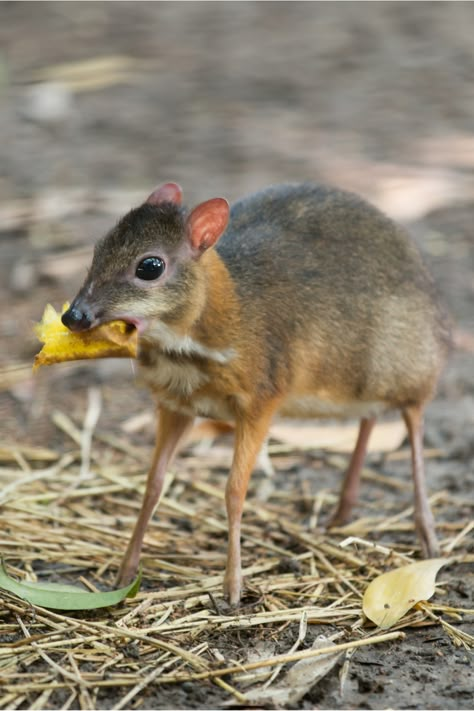 Mamals Animals Mammals, Unique Animal Photography, Mammal Photography, Animals In Forest, Deer Mouse, Mouse Deer, Flip The Script, Small Mammals, Clydesdale Horses