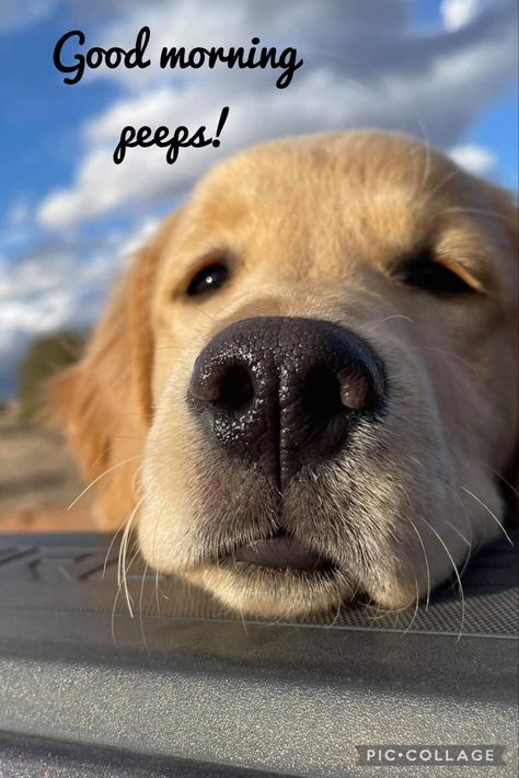 Morning Dog Quotes, Good Morning Dogs, Good Morning Dog, Cute Dog Quotes, Good Morning Animals, Morning Memes, Good Morning Funny Pictures, Happy Morning Quotes, Morning Quotes Funny