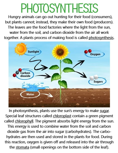 Basic Science For Kids, Photosynthesis Anchor Chart, Photosynthesis Notes, Science Plants, Photosynthesis Worksheet, Teaching Plants, Plant Physiology, Homeschool Nature Study, Basic Physics