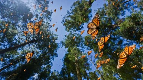 Bing Butterfly Biosphere, Monarch Butterfly Migration, Photo Papillon, Monarch Butterfly Tattoo, Windows Themes, Mexico Wallpaper, Butterfly Migration, Monarch Butterflies, The Monarch