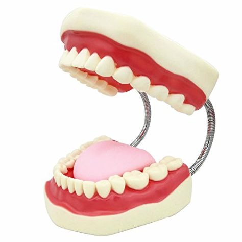 $26 SMKF Large Anatomical Teeth Models - Dentist Teaching Ora... https://smile.amazon.com/dp/B01JZ6BCZG/ref=cm_sw_r_pi_dp_x_qI-1zbTVNVJAM Dental Health Unit, Childrens Dental Health, Teeth Model, Dental Health Month, Dental Gifts, Health Unit, Dental Kids, Teeth Implants, Preschool Themes