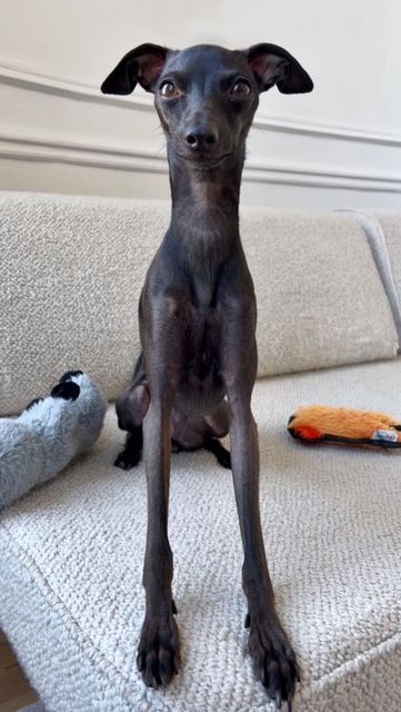 Sukka the Italian Greyhound on Instagram: "They are perfect.. 🥹 • • • #italiangreyhound #greyhound #greyhoundsofinstagram #dogsofinstagram #doglove" Miniature Italian Greyhound, November 8, Italian Greyhound, Greyhound, Be Perfect, Dog Love, Dogs, Funny, On Instagram