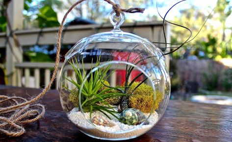 How to Make a Hanging Air Plant Globe Tillandsia Terrarium, Asian Plants, Terrarium Kit, Hanging Terrarium, Plant Terrarium, Air Plant Display, Air Plant Terrarium, Plant Display, Terrarium Decor