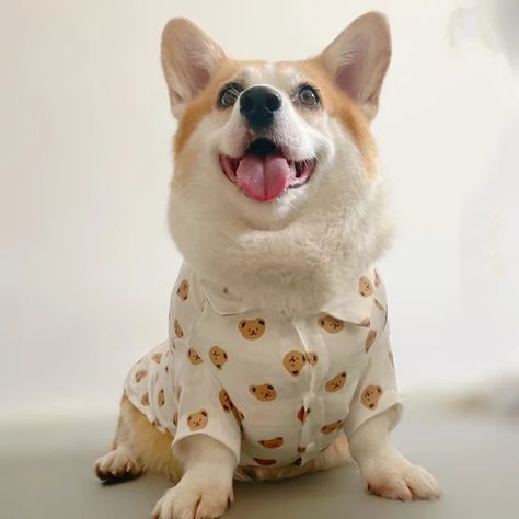 Corgi In Clothes, Dog Wearing Clothes, Preppy Outfit, Wearing Clothes, The Trend, Pet, Dogs, How To Wear, Quick Saves