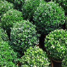 North Star Boxwood | Front Landscaping Ideas, Shrubs For Privacy, Bushes And Shrubs, Versailles Garden, Palace Garden, The North Star, Front Landscaping, Proven Winners, The Shed