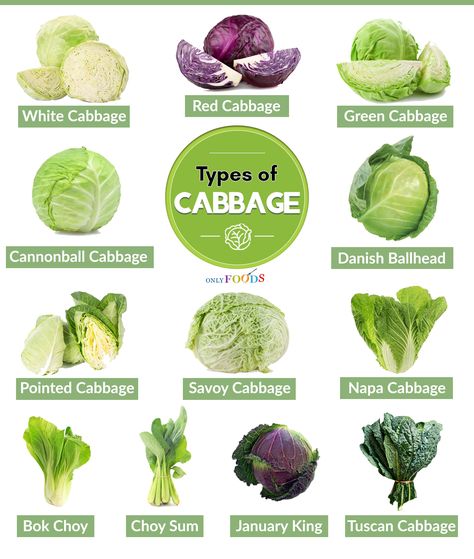 12 Types of Cabbage and Their Uses | Only Foods Different Types Of Cabbage, Type Of Salads, Cabbage Types, Types Of Grapes, Types Of Salads, Growing Cabbage, Cabbage Varieties, Fruits And Vegetables List, Different Types Of Food