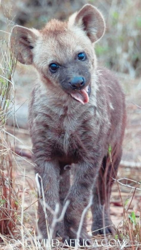 Funny Hyena Pictures, Spotted Hyena Photography, Hyena Wallpaper, Silly Hyenas, Hyena Pup, Cute Hyena, Carnivorous Animals, Painted Dogs, Spotted Hyena