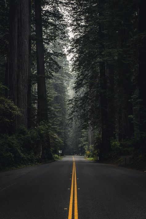 Nature Photography Dark, Pnw Aesthetic, Aesthetic Nature Photography, Dark Forest Aesthetic, Photography Dark, Road Photography, Landscape Images, Dark Green Aesthetic, Beautiful Roads