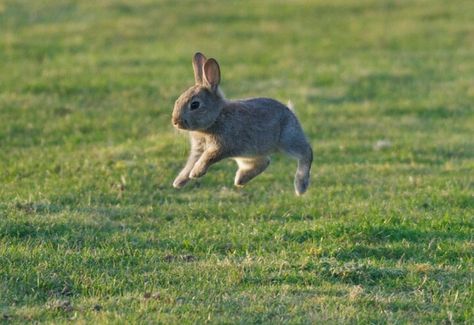 Bunny hopping ✿⊱╮ Bunny Lady, Cute Bunny Pictures, Bunny Stuff, Love Bunnies, Rabbit Rabbit, Fluffy Bunny, Pet Bunny, Bunny Pictures, Cute Bunnies