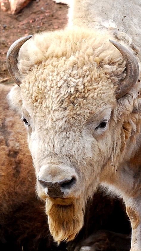 White, Wild Animals and Why Difference Shouldn't Be Wrong Buffalo Pictures, Buffalo Animal, Albino Animals, American Bison, Mule Deer, Rare Animals, Manx, Majestic Animals, Amazing Animals