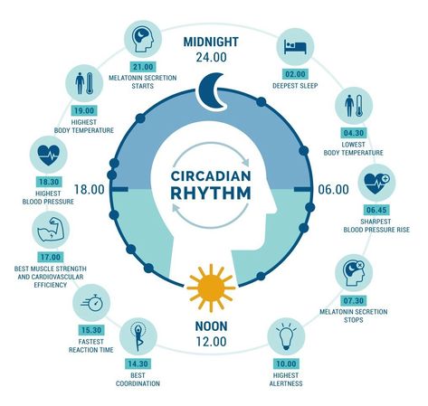 Circadian Rhythm Sleep, Circadian Rythym, Circadium Rhythm, Circadian Rhythm Chart, Emotional Cup, Yoga Knowledge, Feeling Sleepy, Health Hacks, Daily Energy