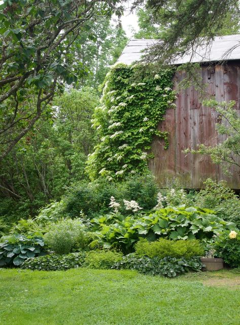 England Garden, New England Garden, Garden At Home, Climbing Hydrangea, Front Garden Landscape, Rock Garden Plants, Native Garden, Garden Gate, Country Gardening