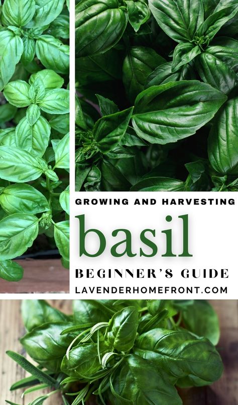 growing basil and harvesting basil Harvest Basil, Basil Growing, Plant Advice, Spring Vegetable Garden, Grow Basil, Harvesting Basil, Growing Seedlings, Organic Plant Food, Mosquito Spray