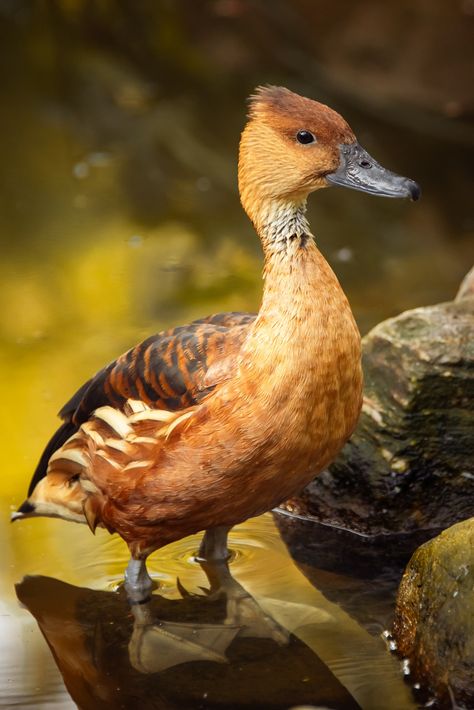 "Cute brown duck" image by Petr Kratochvil https://www.publicdomainpictures.net/en/view-image.php?image=303974&picture=cute-brown-duck #freeimage #cute #brown #duck #publicdomain #CC0 Ducks Photos, Duck Reference, Duck Reference Photo, Duck On Water, Cute Ducks In Water, Duck Photography, Duck In Water, Duck Species, Wood Duck Photography